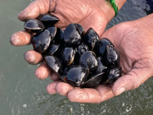 அழிவை எதிர்நோக்கும் சிங்க இறால், நெத்திலி மீன் 