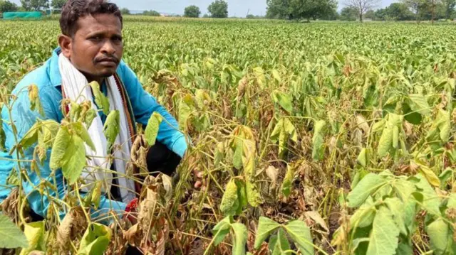 पावसाअभावी शेतातील पिके पिवळी पडत आहेत.