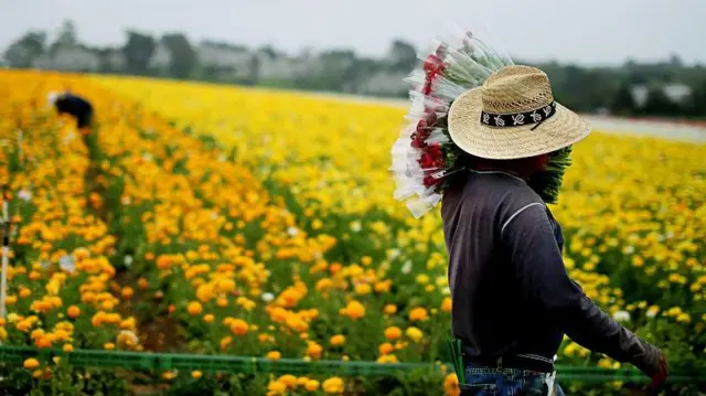 A Hispanic farmworker in a straw hat, long-sleeved dark grey T-shirt, and jeans holds a bunch of freshly picked flowers against a backdrop of vibrant Ranunculus flowers in a Carlsbad, California field