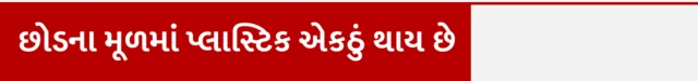 શાકભાજી, ગાજર, કંદમૂળ, માઇક્રોપ્લાસ્ટિક, હેલ્થ, બીબીસી ગુજરાતી