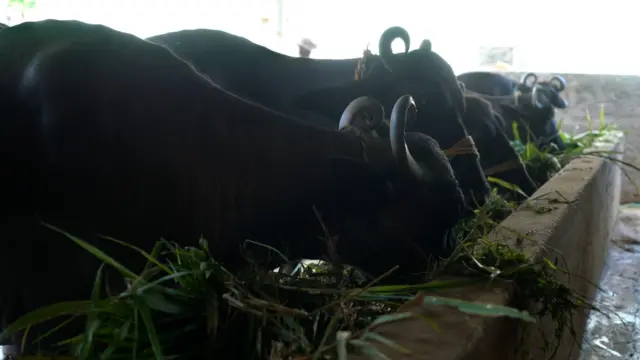 పాడి పరిశ్రమ