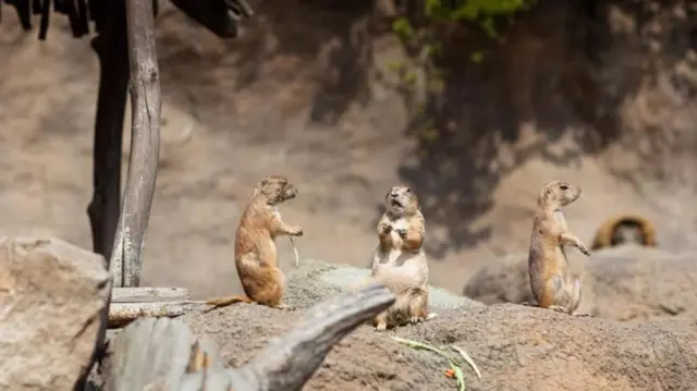 প্রেইরি ভোল নামক প্রাণীর মস্তিষ্কে উচ্চ মাত্রার অক্সিটোসিন রিসেপ্টর থাকে।