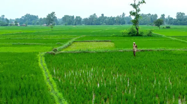 धनुषाको धान खेतमा एक किसान