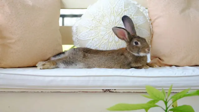 Ilustrasi hewan peliharaan kelinci