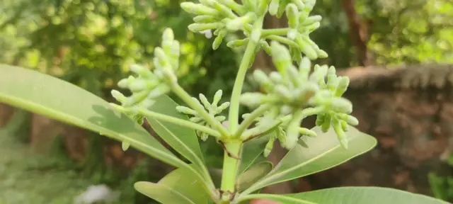 ఏడాకుల చెట్లు