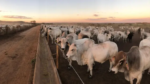 Bois em fazenda de produção de gado de corte 