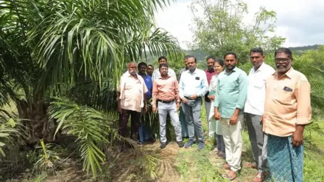 சமையல் எண்ணெய், எண்ணெய் பனை, ஆஃப்ரிக்க எண்ணெய் பனை வண்டுகள், விவசாயம்