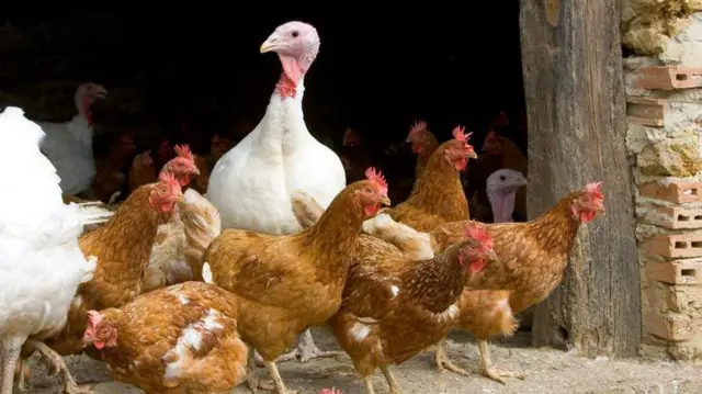 Aves de granja