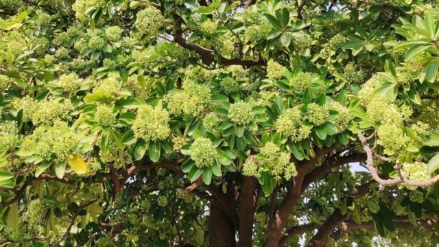 பேய் மரங்கள்