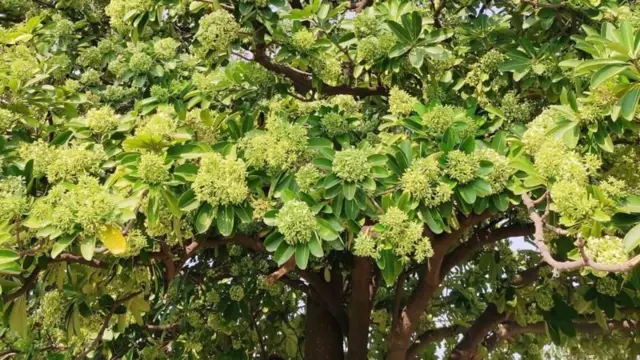 பேய் மரங்கள்