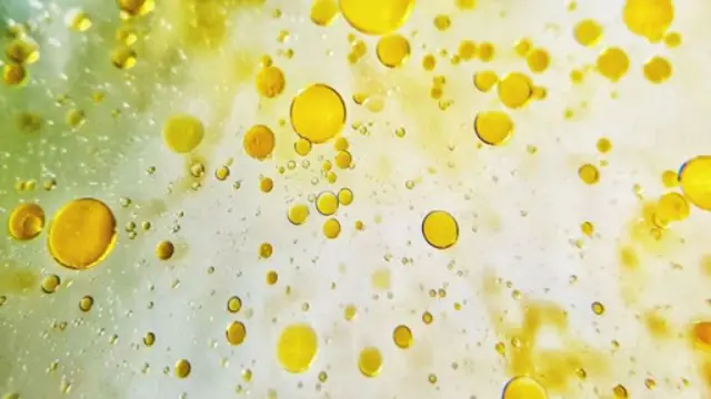 Zayitii ejersaa nyaata bilcheessuu ykn miʼeessuuf fayyadama