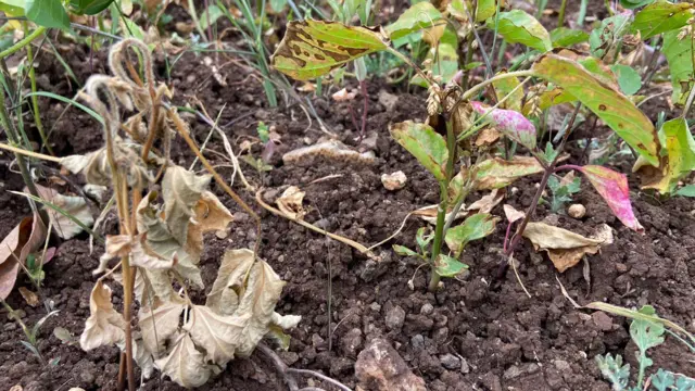 पावसाअभावी पिकांची अवस्था अशी होत आहे.