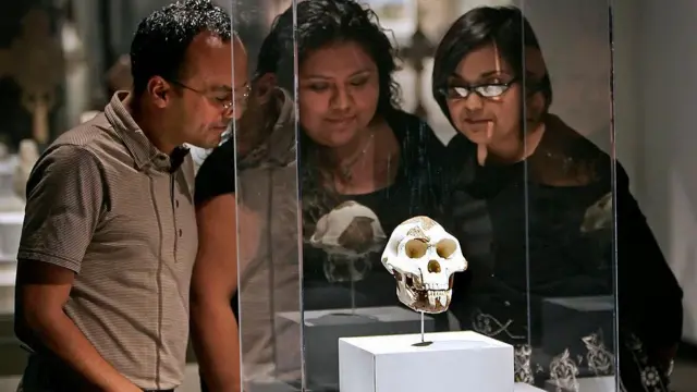 Los investigadores del Museo de Ciencias Naturales de Houston observan una réplica del cráneo de Lucy que se encuentra en una vitrina de cristal.