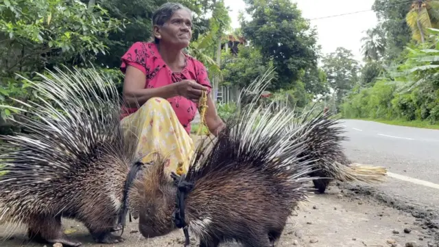 முள்ளம்பன்றி, இலங்கை