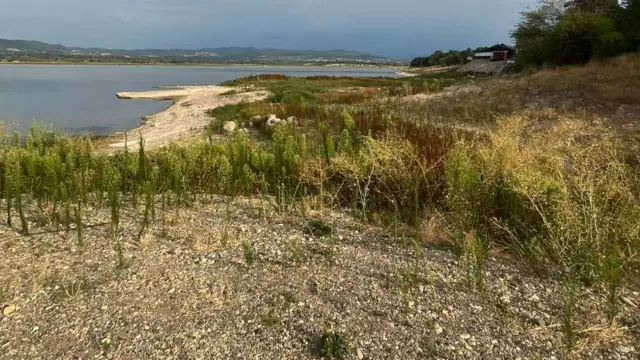 Deo Gruže gde je nekada bila voda sada je obrastao žbunjem