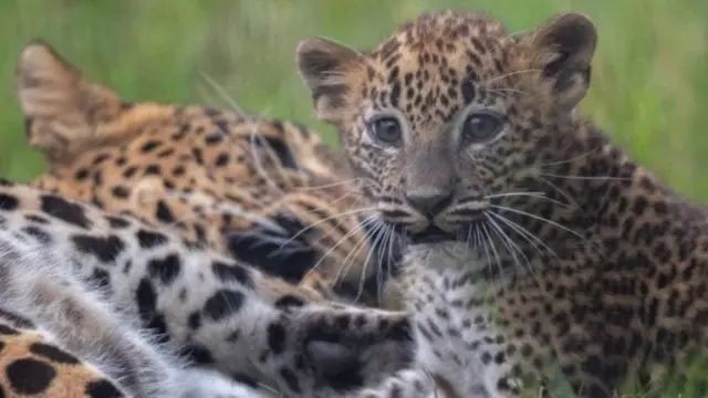 बिबट्याचा बछडा