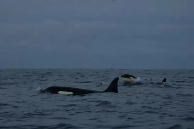 किलर व्हेल 