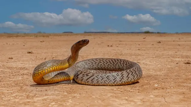 इनलैंड टाइपन