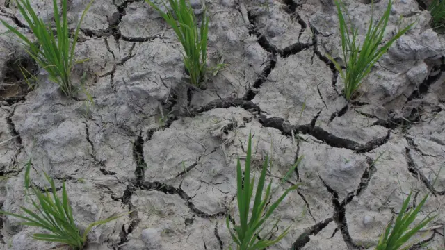 Musim kemarau yang ekstrem dapat menyebabkan petani gagal panen karena tanaman mereka kekurangan air