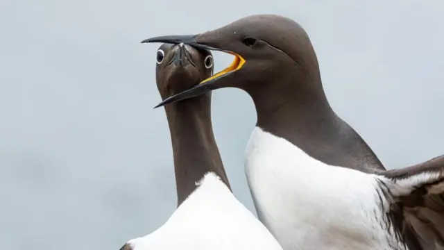 నికాన్ వైల్డ్ లైఫ్ అవార్డ్స్