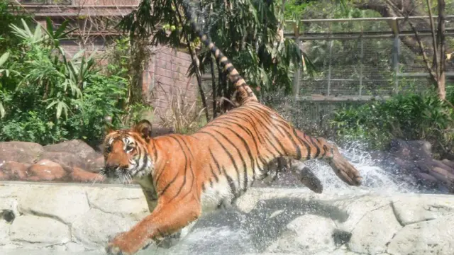 வண்டலூர் பூங்காவில் நகுலன் என்ற புலிக்கு அறுவை சிகிச்சை செய்யப்பட்டதாக பூங்கா நிர்வாகம் அறிவிப்பு