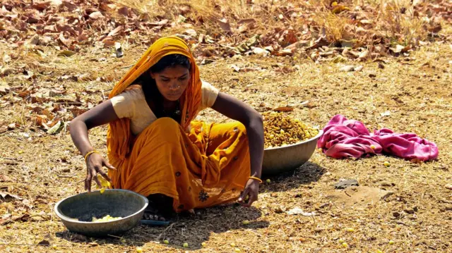 విప్ప పూలు సేకరిస్తున్న మహిళ