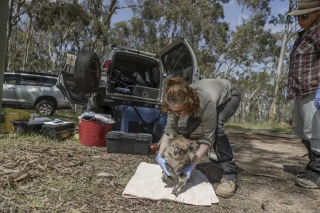 Una mujer joven agarra con sus brazos a un koala que permanece en el piso. Lleva guantes, gafas y botas. En el fondo, se ve una camioneta con la puerta trasera abierta.
