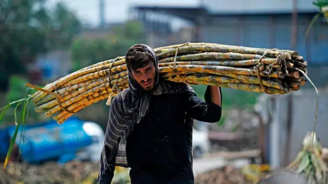 چینی، شوگر مل، گنا