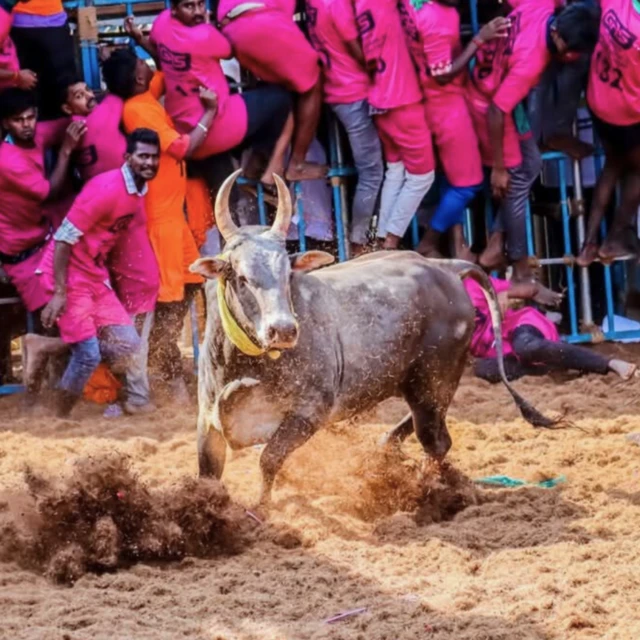 જલ્લીકટ્ટુ, આખલા, સાંઢ, પ્રાણીઓ, તહેવાર, બીબીસી ગુજરાતી 