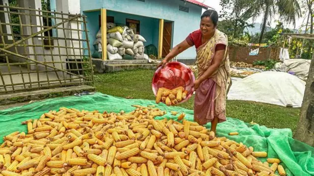 இந்தியா - அமெரிக்கா வர்த்தக ஒப்பந்தம், வேளாண் அமைப்புகள் எதிர்ப்பு, மூன்றே மாதங்களில் பருத்தி விவசாயிகளுக்கு என்ன நடந்தது? 
