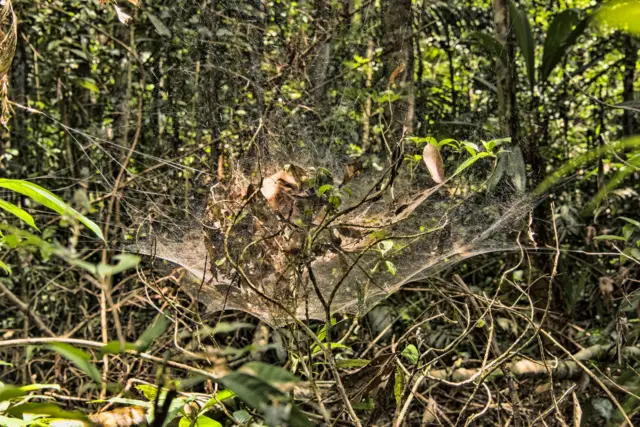 Teia de aranha gigante na floresta