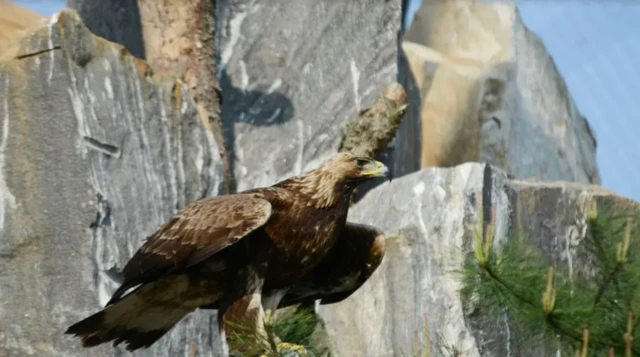 一隻大型棕色鳥類棲息在淺色岩石地形上