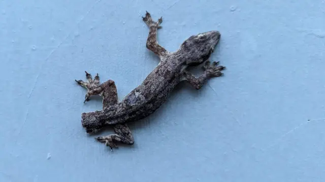 பல்லி தனது வாலை தானே துண்டித்துக் கொள்வது ஏன்? அறிவியல் பின்னணி