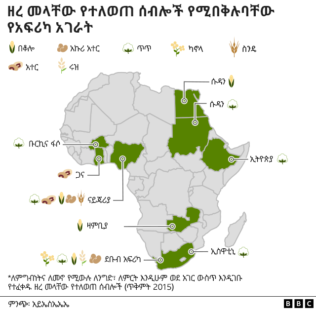 ኢትዮጵያ እና ዘረ መላቸው የተለወጡ ምርቶችን የመጠቀም ጉዳይ - BBC News አማርኛ