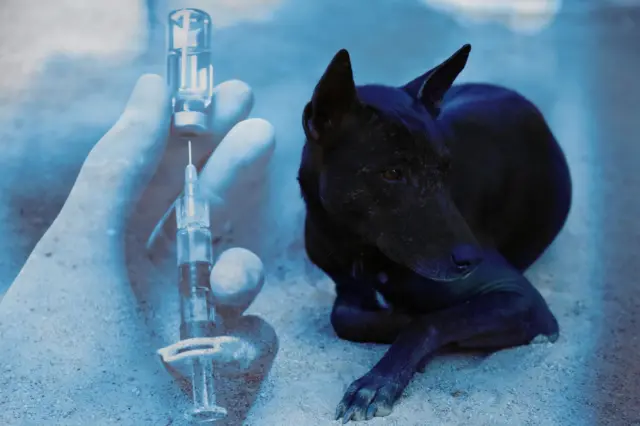 ခွေးရူးပြန်ရောဂါ ကာကွယ်ဆေးပုလင်းထဲက ဆေးကို စရင်းနဲ့ စုပ်ထုတ်နေပုံနဲ့ ဘေးနားမှာ ထိုင်နေတဲ့ အနက်ရောင်ခွေးလေးတစ်ကောင်ရဲ့ ပေါင်းစပ် သရုပ်ဖော်ပုံ 