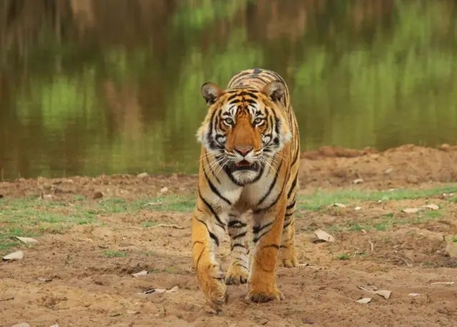 టైగర్స్