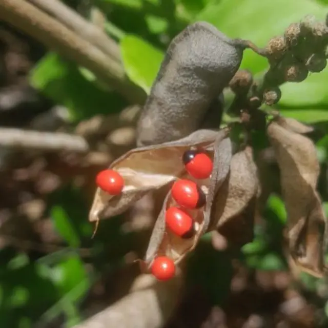 Firii mukaa mturi mturi