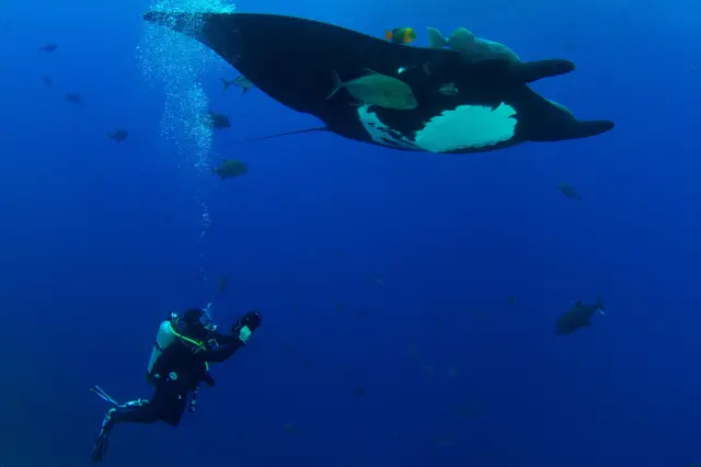 Hoyos filma uma arraia gigante no oceano