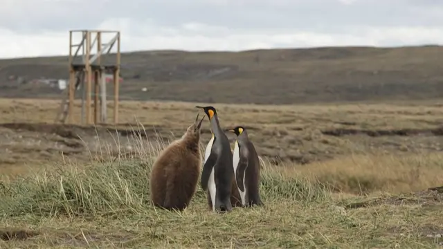 Una pareja de pinguinos rey en la reserva junto a su polluelo ya grande que es casi de la altura de los padres