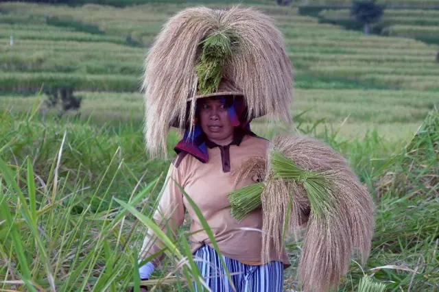 Seorang petani membawa bulir padi beras merah saat tradisi panen raya di Desa Jatiluwih.
