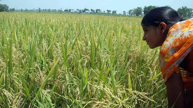 మహిళా రైతు