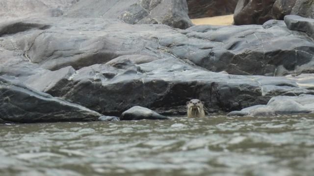 நீர் நாய், காவிரி, தாமிரபரணி