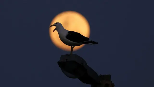 Una gaviota se encuentra sobre un poste de luz durante la superluna azul en Ciudad del Cabo, Sudáfrica.