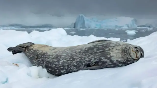 مسابقه عکاسی حیات وحش