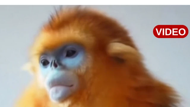 కోతి పిల్ల