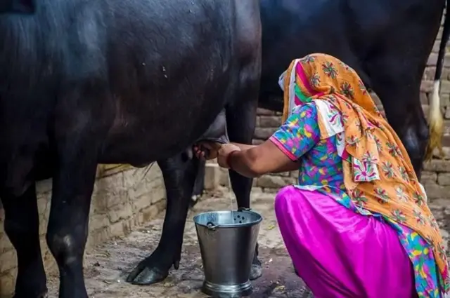 નૉનવેજ મિલ્ક શું છે જેની પર ભારત અને અમેરિકા વચ્ચે અટકેલી છે ટ્રેડ ડીલ