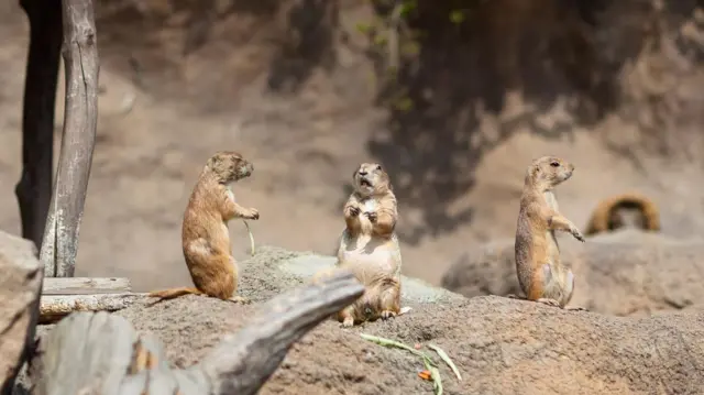 پرېري وولز موږکان