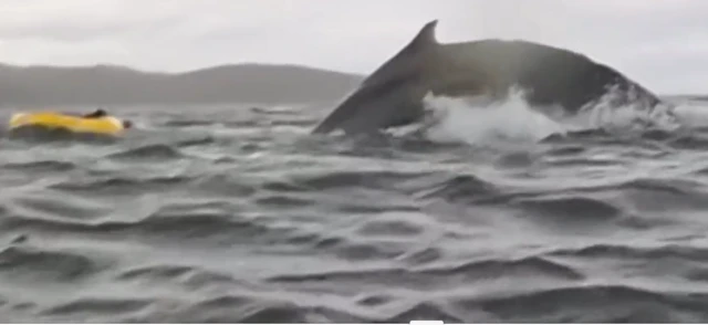 తిమింగలం