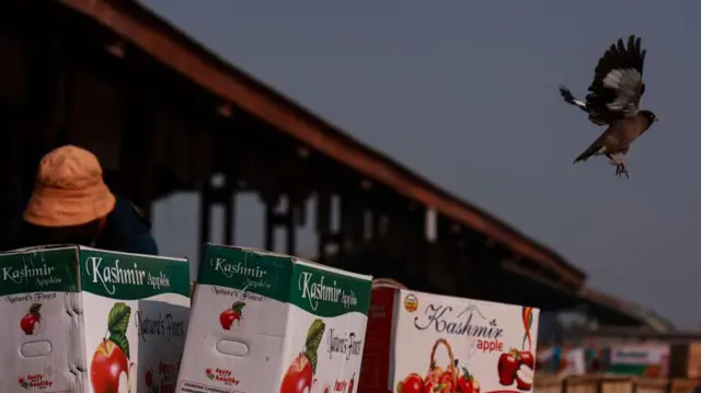 طائر المينا الهندي في أحد أسواق كشمير