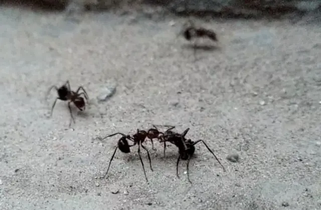 చీమల మధ్య యుద్ధం